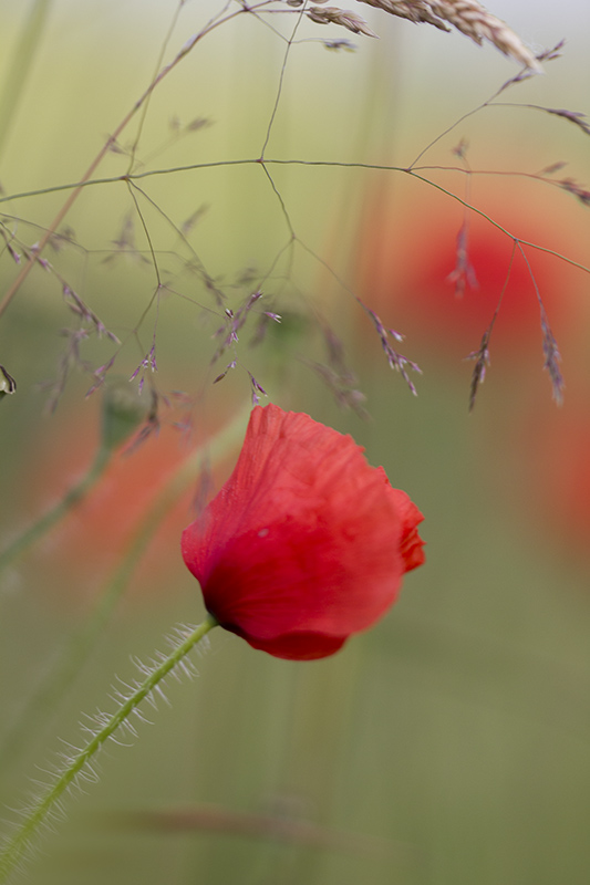 Coquelicot Sc 03.jpg