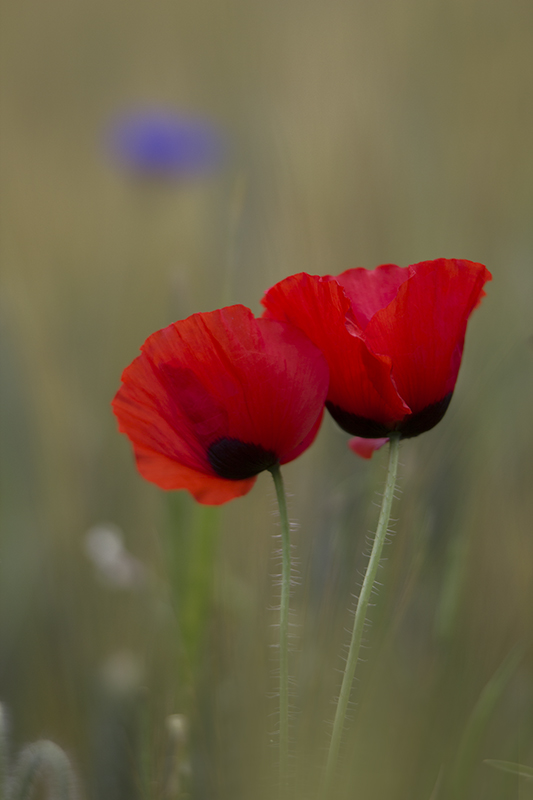Coquelicot 05-AD.jpg