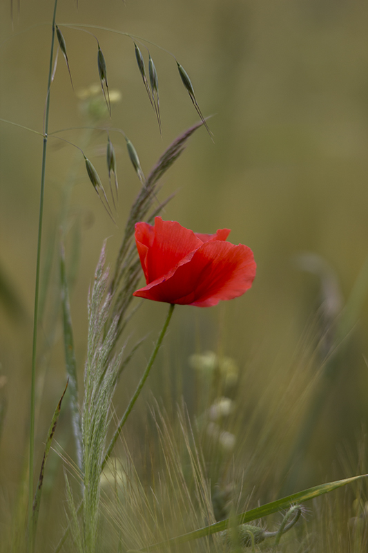 Coquelicot 02-AD.jpg
