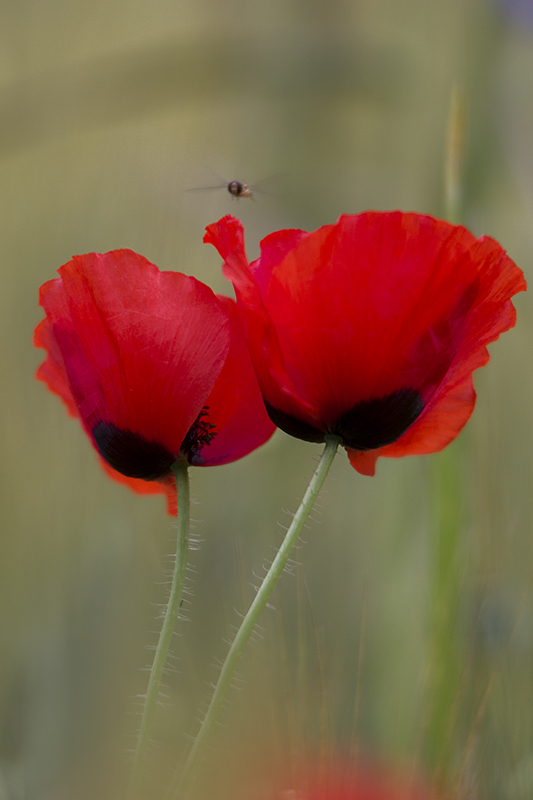 Coquelicot 03-AD.jpg