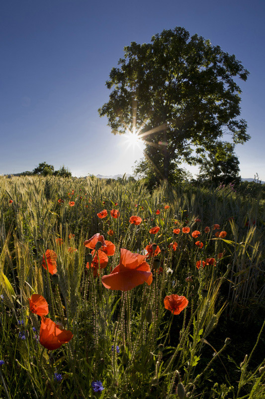 coquelicots_800.jpg
