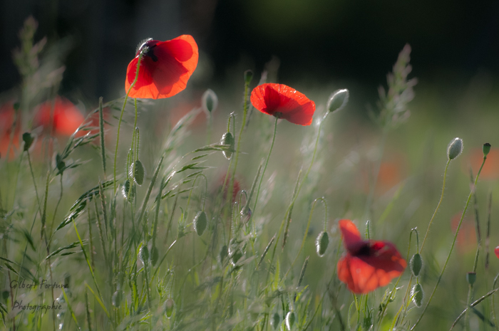 Concours coquelicot juin 2016-1662.jpg