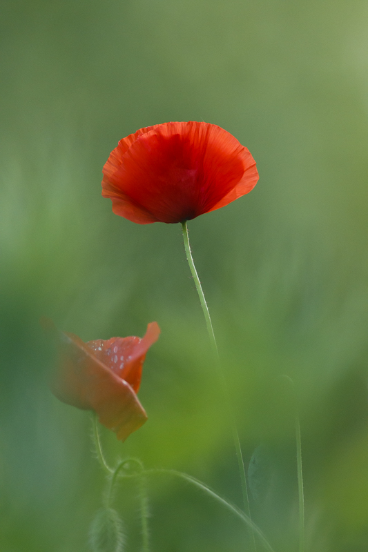 Vert et rouge.jpg