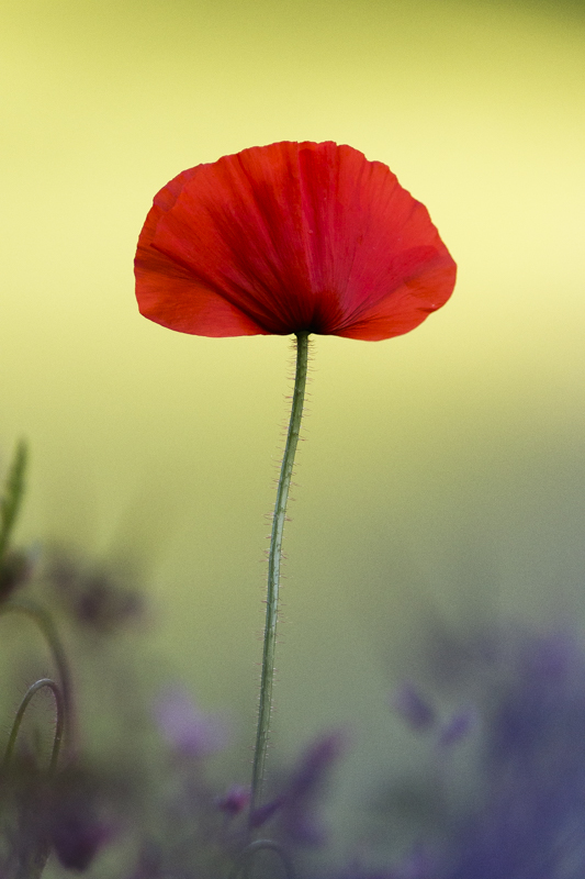 Coquelicot coloré.jpg