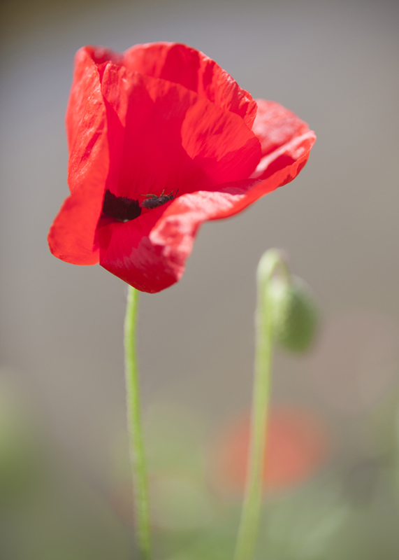 _MG_8781.jpg