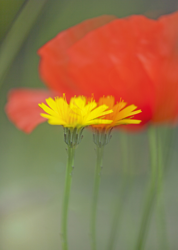 _MG_9675.jpg