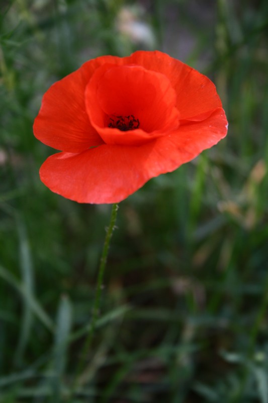 IMG_7537b.jpg