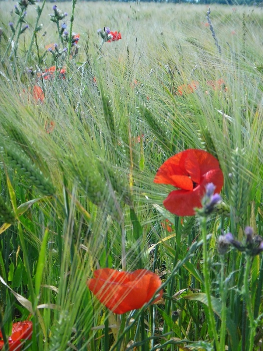blé et coquelicot dans le vent.JPG
