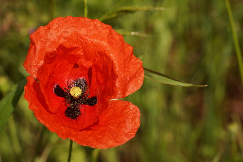 20140528 coquelicot 001 .jpg