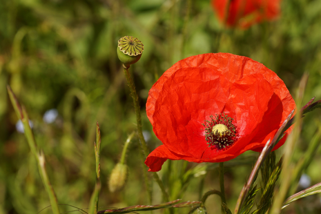 20140528 coquelicot 002.jpg