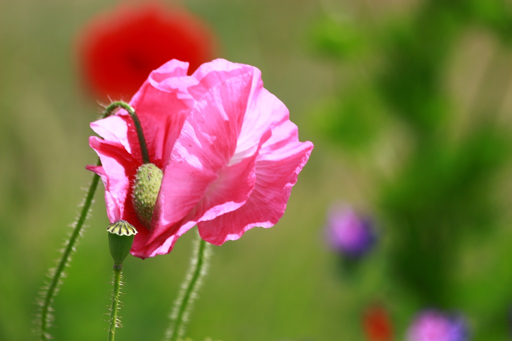 Coquelicot Rose-1024X682.jpg