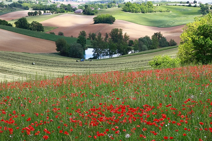 Coquelicots-Feutrier-745X494.jpg