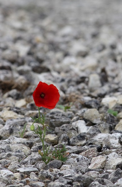 Coquelicot Gravier-600X392.jpg