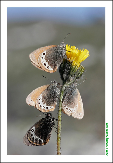 Arbre-a-papillon.jpg
