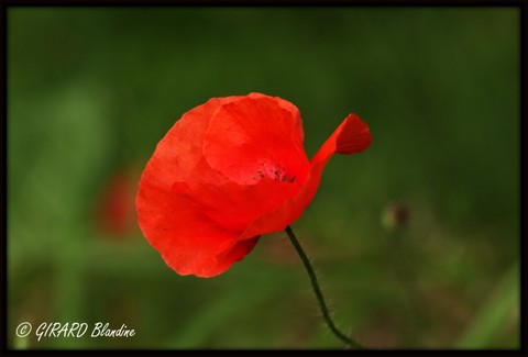 IMG_0812.CR2.jpg
