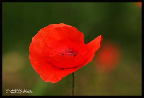 IMG_0807.CR2.jpg