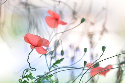 coquelicot3.jpg