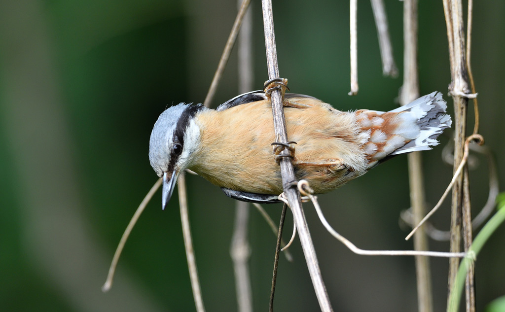 DSC_4521.jpg