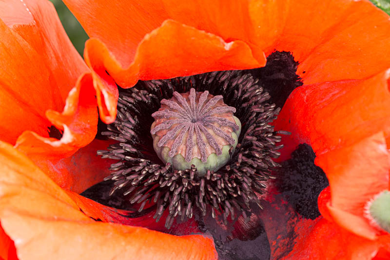 coquelicot1 (1 sur 1).jpg