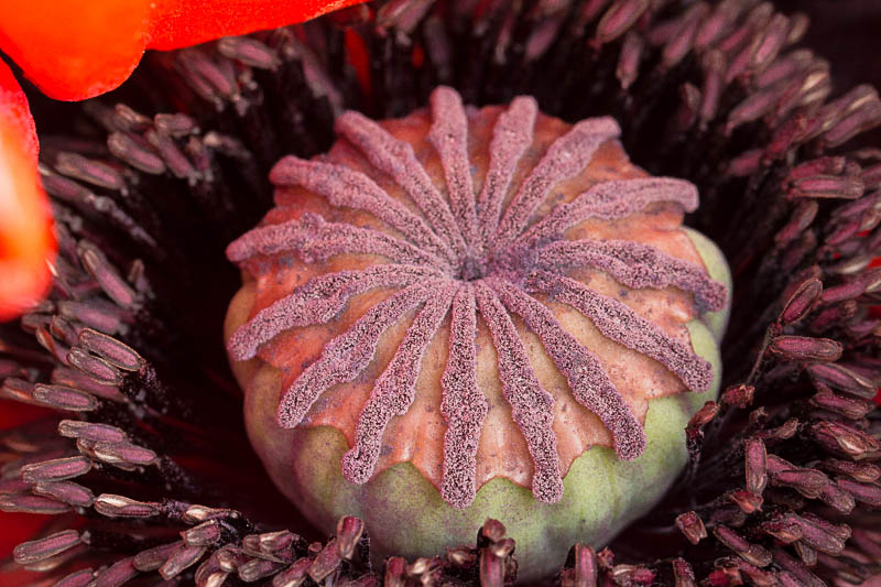 coquelicot.jpg