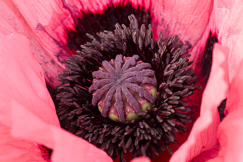 coquelicot2 (1 sur 1).jpg
