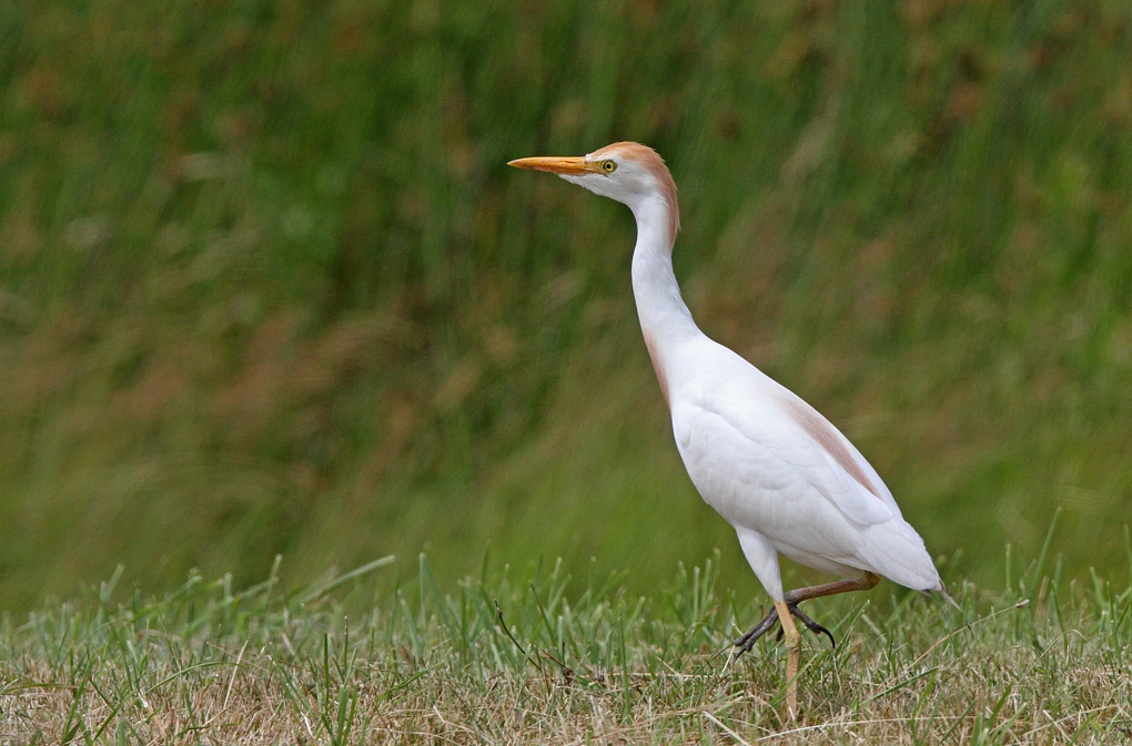 heron mu 1 a_modifié-1.jpg