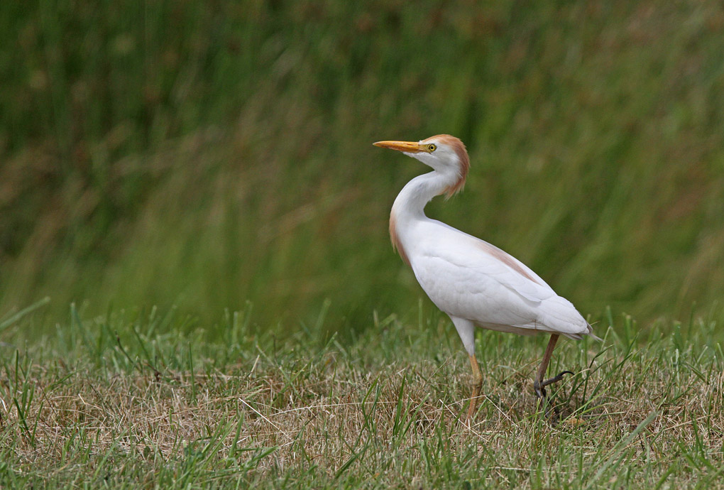 heron mu 1_modifié-1.jpg