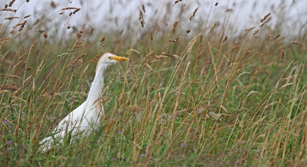 heron mu 11_modifié-1.jpg