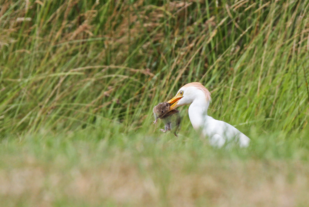 heron mu 3_modifié-1.jpg