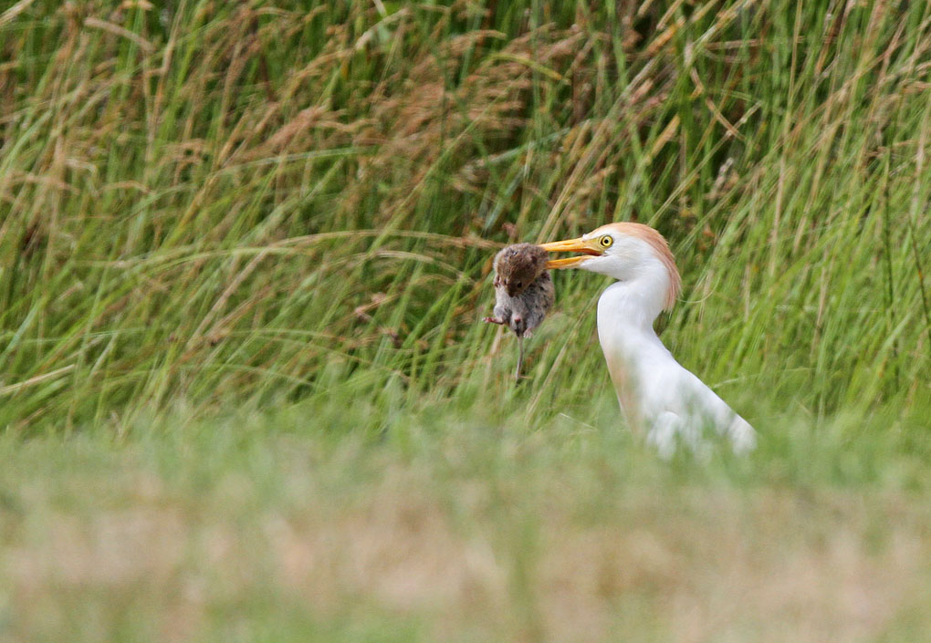 heron mu 4_modifié-1.jpg