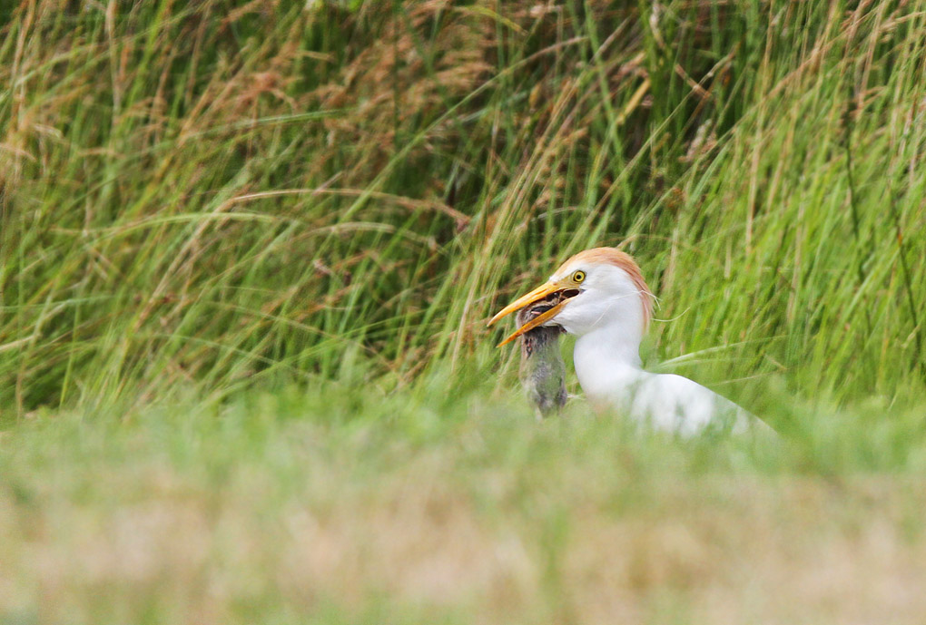heron mu 5_modifié-1.jpg