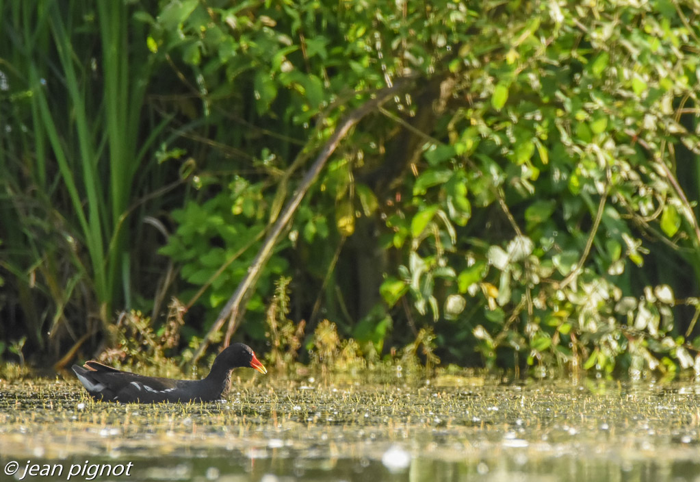 poule d eau-2.jpg