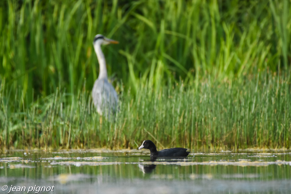 heron foulque-2.jpg