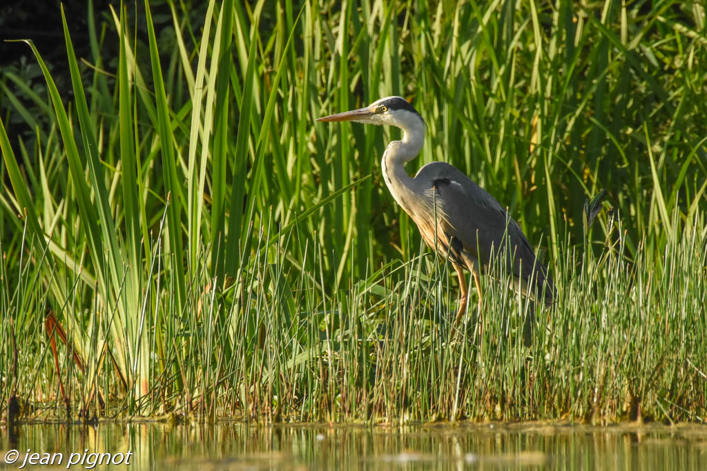 heron.jpg