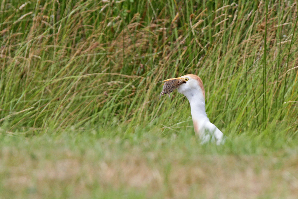 heron mu 6_modifié-1.jpg
