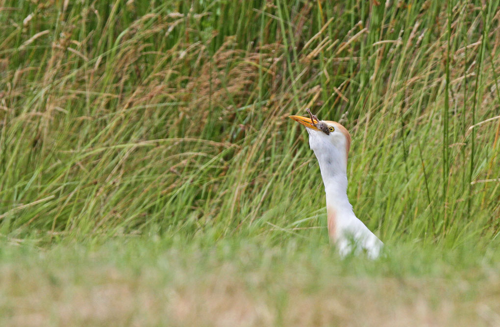 heron mu 7_modifié-1.jpg