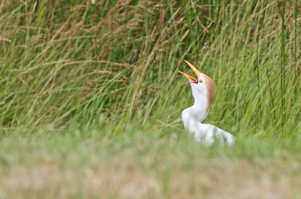 heron mu 8_modifié-1.jpg