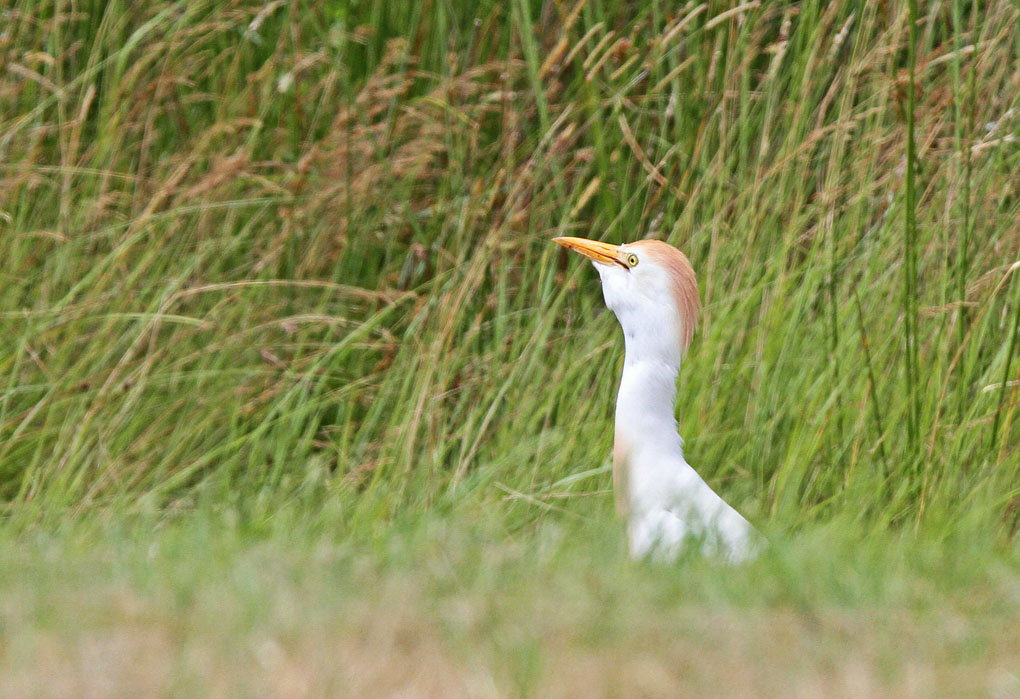 heron mu 9_modifié-1.jpg