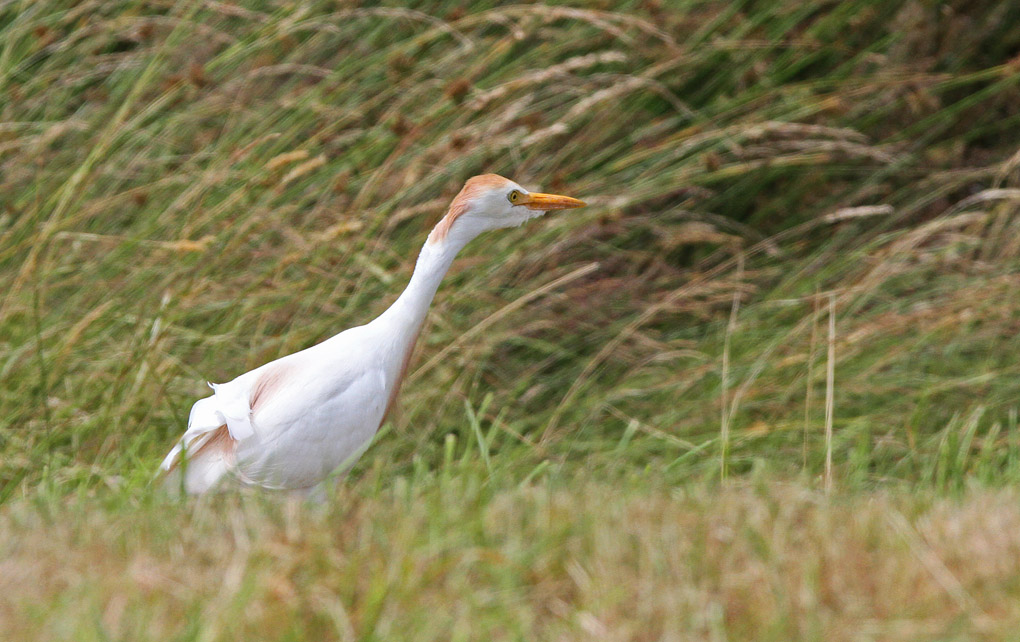 heron mu 10_modifié-1.jpg