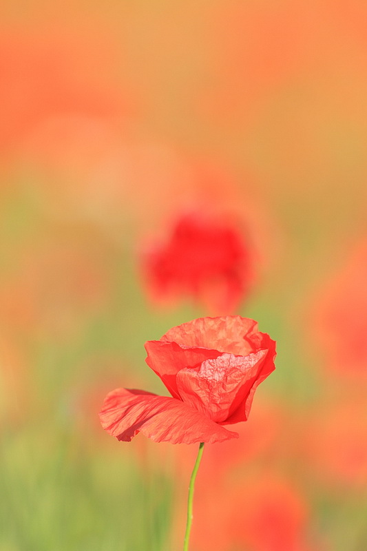 _MG_4052.JPG