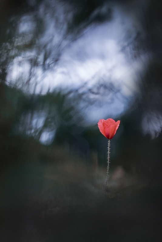 Dark Poppy.jpg