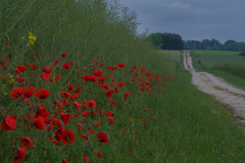 chemin rouge1.jpg