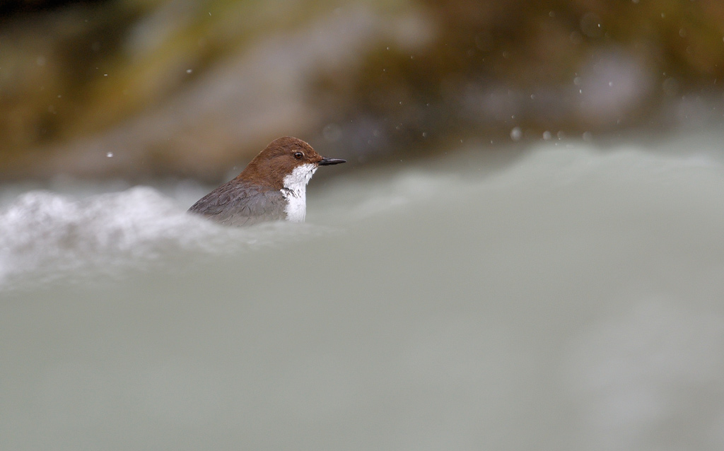 DSC_1135.jpg