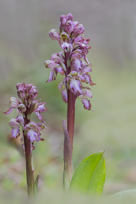 1-Orchis géant.jpg