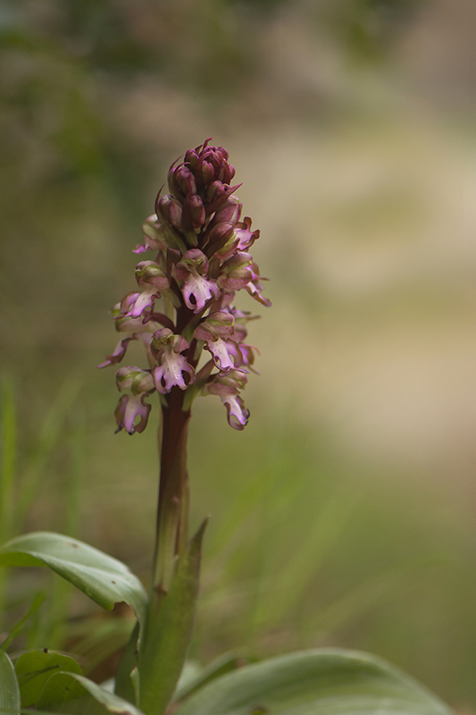 2-Orchis géant.jpg