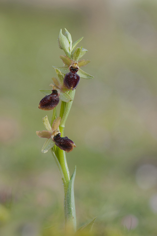3-Ophrys araignée.jpg