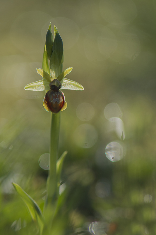 4-Ophrys petite araignée.jpg