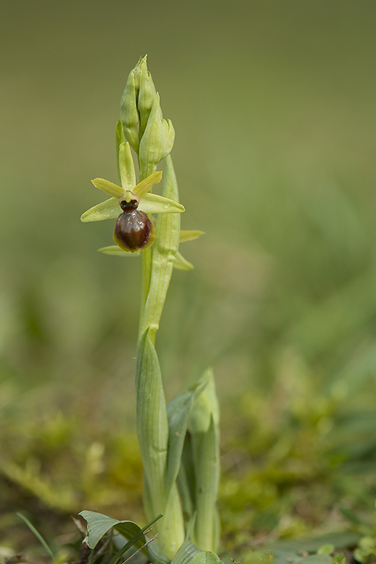 5-Ophrys petite araignée.jpg