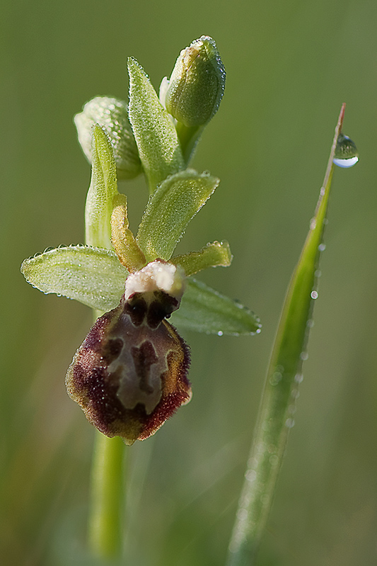 6-Ophrys verdissant.jpg