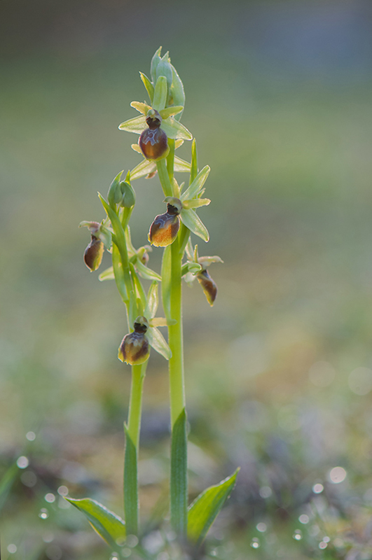 7-Ophrys de la passion.jpg